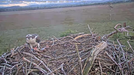 ospreys migrate viewers osprey dubbed